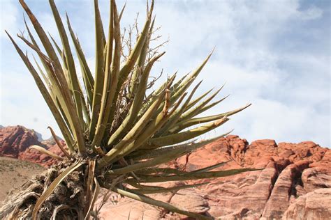 las vegas desert plants